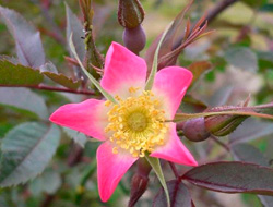Rosa glauca ('Rosa rubrifolia', 'Blaue Hechtrose')