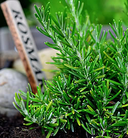 Rosmarin früh pflanzen