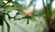 Schmetterlingsschau im GartenHaus Zuchwil