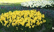 Tulpenschau 2020 in Zuchwil