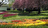 Tulpenschau 2020 in Zuchwil