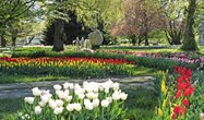 Tulpenschau 2020 in Zuchwil