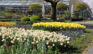 Tulpenschau 2020 in Zuchwil