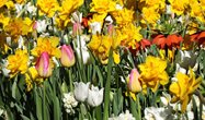 Tulpenschau 2020 in Zuchwil