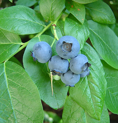 Heidelbeere (Amerikanische)