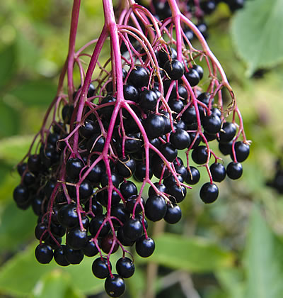 Holunder (Schwarzer)
