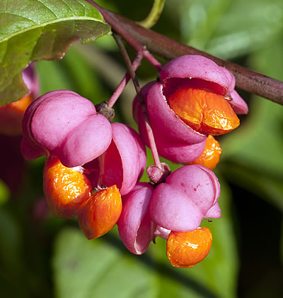 Pfaffenhütchen (Gewöhnliches)