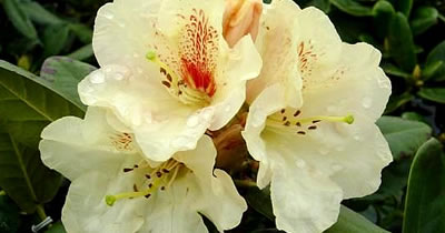 Rhododendron