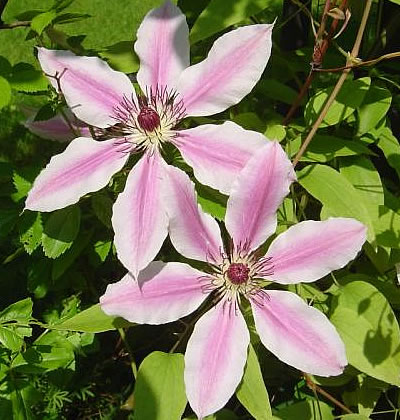 Waldrebe (Grossblütige)