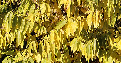 Winterblüte (Chinesische)