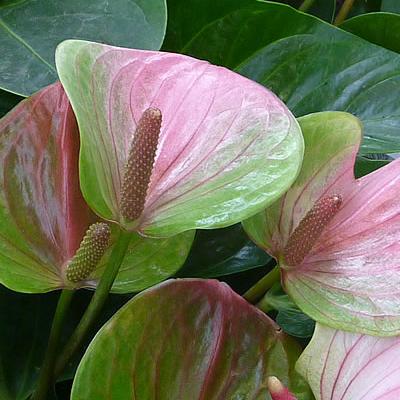 Flamingoblume (Grosse)