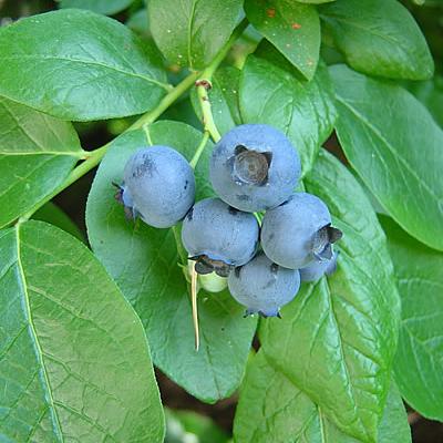 Heidelbeere (Amerikanische)