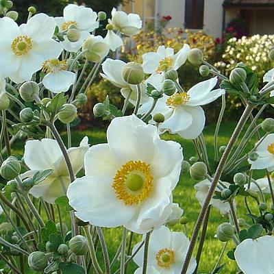 Herbst-Anemone
