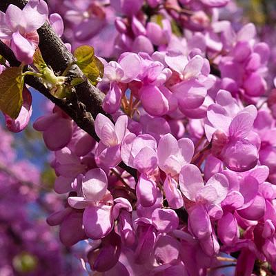 Judasbaum (Gewöhnlicher)