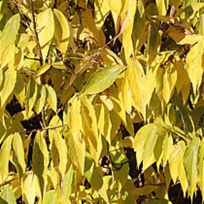 Winterblüte (Chinesische)